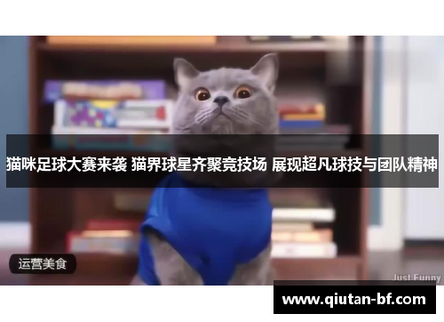 猫咪足球大赛来袭 猫界球星齐聚竞技场 展现超凡球技与团队精神